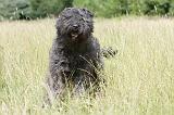 BOUVIER DES FLANDRES 035